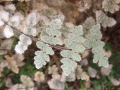 Myriopteris gracilis