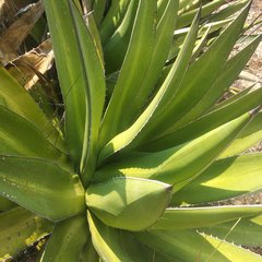 Agave angustiarum