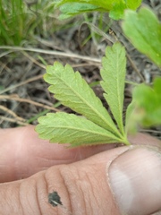 Potentilla humifusa