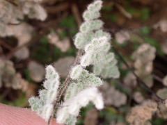 Myriopteris gracilis