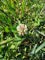 Trifolium repens