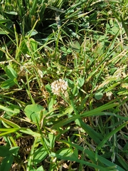 Trifolium repens