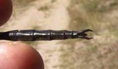 Somatochlora forcipata