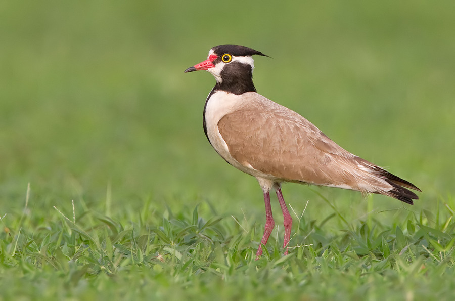 Black-headed Lapwing (Vanellus tectus) photo