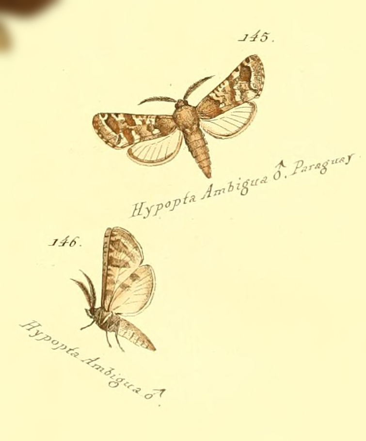 Hypopta ambigua