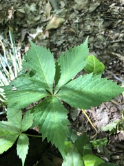 Parthenocissus quinquefolia