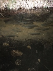 Salmo trutta