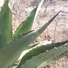 Agave inaequidens