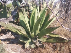 Agave inaequidens