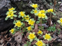 Chrysosplenium pilosum