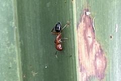 Camponotus decipiens