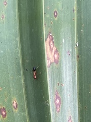 Camponotus decipiens