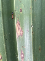 Camponotus decipiens