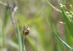 Macrodactylus subspinosus
