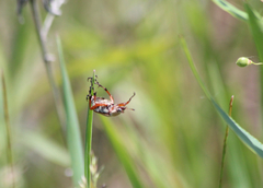 Macrodactylus subspinosus