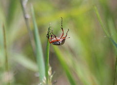 Macrodactylus subspinosus