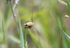 Macrodactylus subspinosus