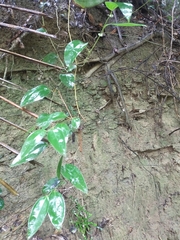 Smilax ocreata
