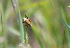 Macrodactylus subspinosus