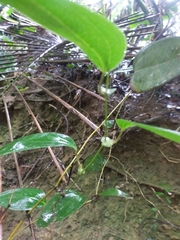 Smilax ocreata