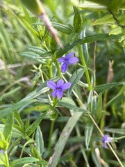 Monopsis stellarioides
