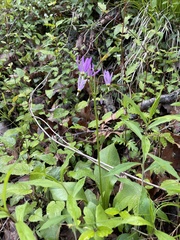 Primula fassettii