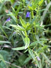 Monopsis stellarioides