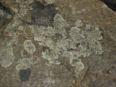 Dimelaena