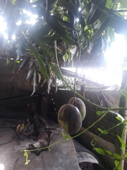 Mangifera indica image