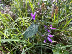 Dicliptera clinopodia
