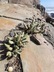 Cheiridopsis rostrata