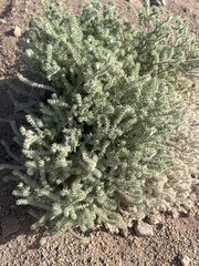 Johnstonella