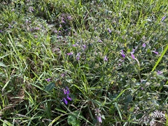 Dicliptera clinopodia