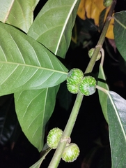 Ficus nota