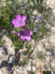 Gilia tenuiflora