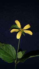 Wollastonia biflora