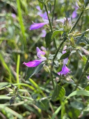 Dicliptera clinopodia