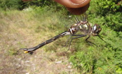 Somatochlora forcipata