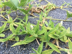 Thuarea involuta