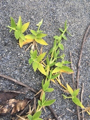 Thuarea involuta