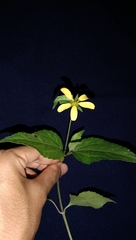 Wollastonia biflora