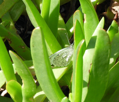 Dixeia charina