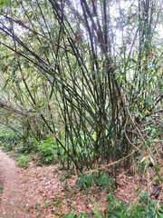 Bambusa oldhamii