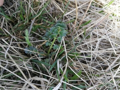 Tracheophyta