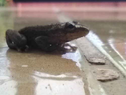 Panama Snouted Tree Frog, Scinax altae