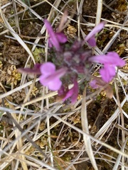 Pedicularis sylvatica