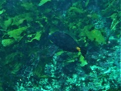 Meuschenia flavolineata