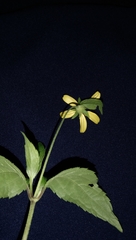 Wollastonia biflora