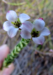 Adenandra odoratissima