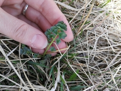 Tracheophyta